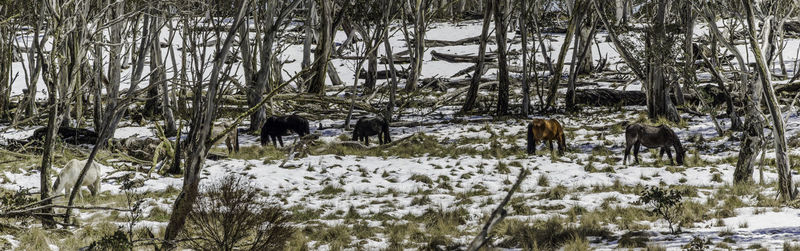 Horses on snow covered landscape against sky