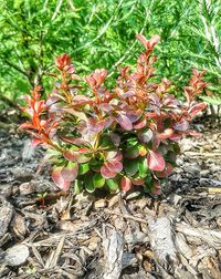 High angle view of flowering plants on land
