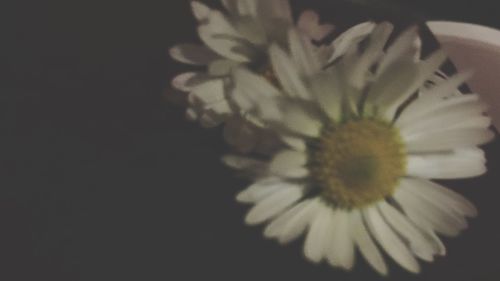 Close-up of flowers over white background