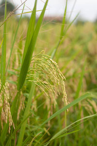 Close-up of wheat growing on field