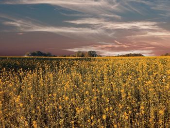 Yellow flowers growing on field against sky during sunset