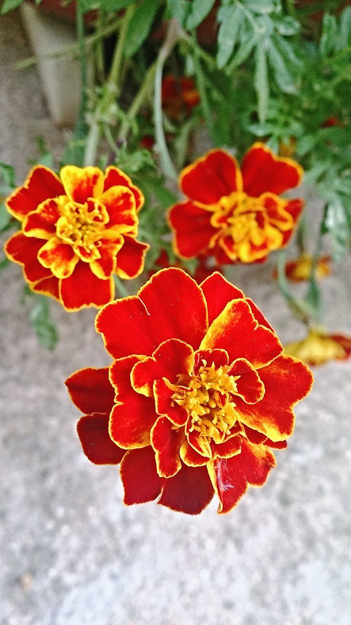 flower, petal, fragility, freshness, growth, red, flower head, beauty in nature, plant, nature, close-up, blooming, orange color, focus on foreground, in bloom, leaf, blossom, high angle view, day, botany