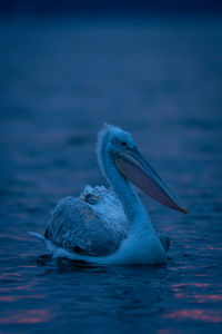 Close-up of pelican on lake