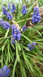 Close-up of purple flowers