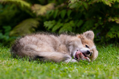 View of a cat lying on grass