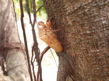 Close-up of insect on tree trunk