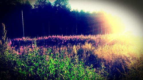 Plants growing on field against sky at sunset