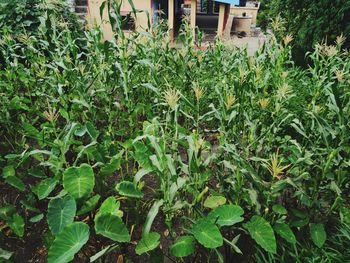 Plants growing in yard