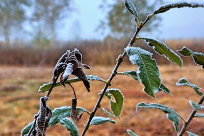 Close-up of frost on tree during winter