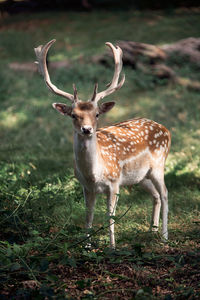 Portrait of deer