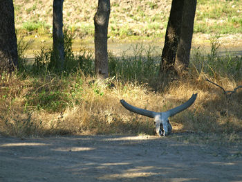 View of an animal on field