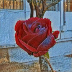 Close-up of red flower