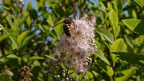 Close-up of honey bee pollinating on purple flower