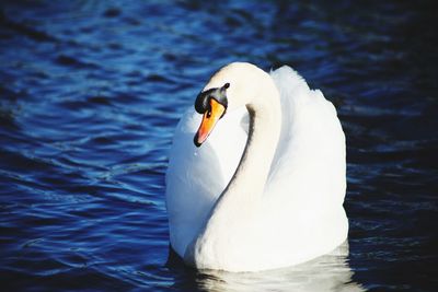 Swan floating on a lake