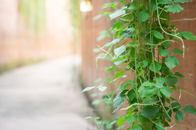 Close-up of ivy growing on potted plant