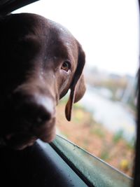 Close-up portrait of dog