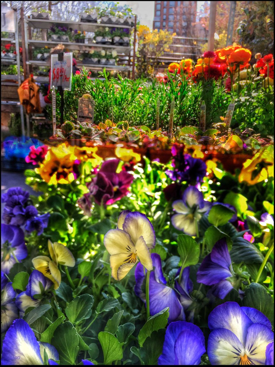 flower, freshness, fragility, growth, abundance, plant, multi colored, beauty in nature, variation, purple, petal, nature, blooming, field, flower head, flowerbed, for sale, tulip, park - man made space, day