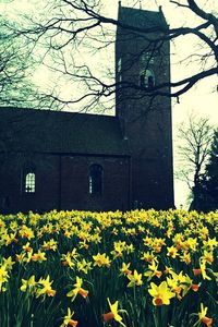 Yellow flowers growing on field