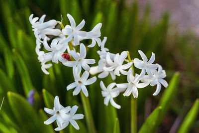 Close-up of white flowers blooming outdoors