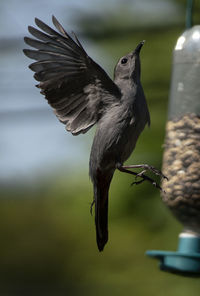 Flying up the feeder