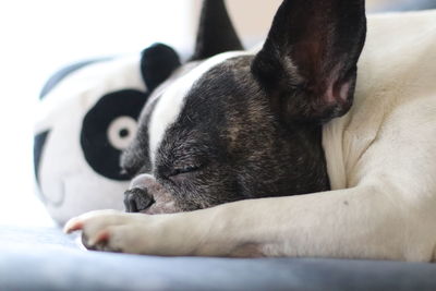 Close-up of a dog resting