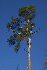 Low angle view of tree against clear blue sky