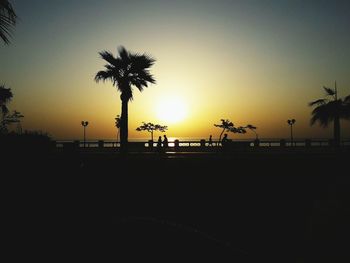 Silhouette of palm trees on swimming pool