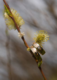 Close-up of wedding rings hanging on twig