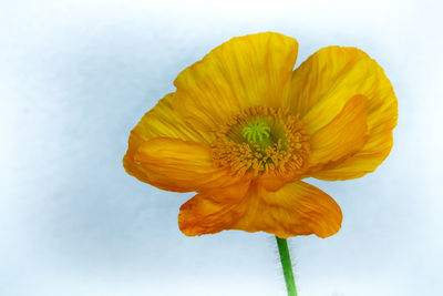 Close-up of yellow flower against sky