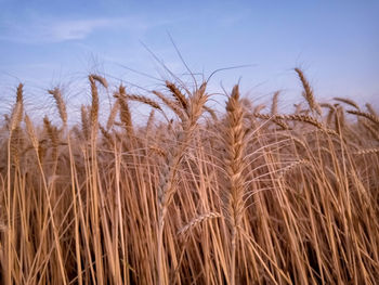 Close-up of stalks in field against sky