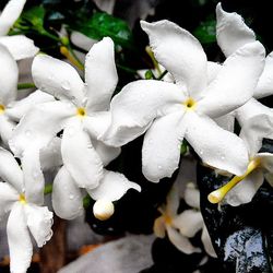 Close-up of white flowers blooming outdoors