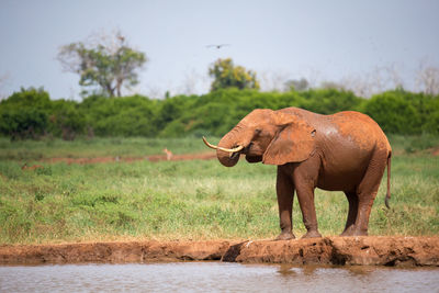 View of elephant on field by lake