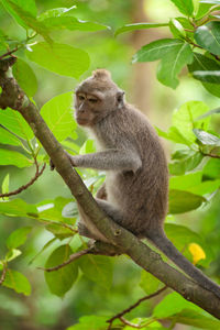 Monkey resting on branch