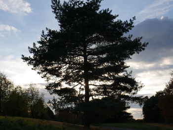 Low angle view of silhouette tree on field against sky