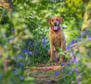 Happy pet labrador retriever dog sitting in a picturesque bluebell wood