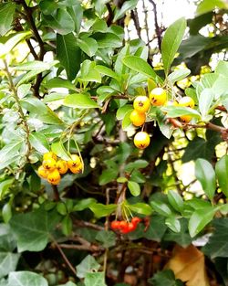 Close-up of fruits growing on tree