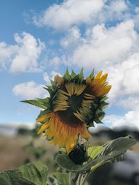 Close-up of sunflower plant against cloudy sky