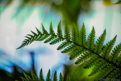 Close-up of fresh green plant against sky