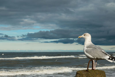 Seagull perching on beach against sky