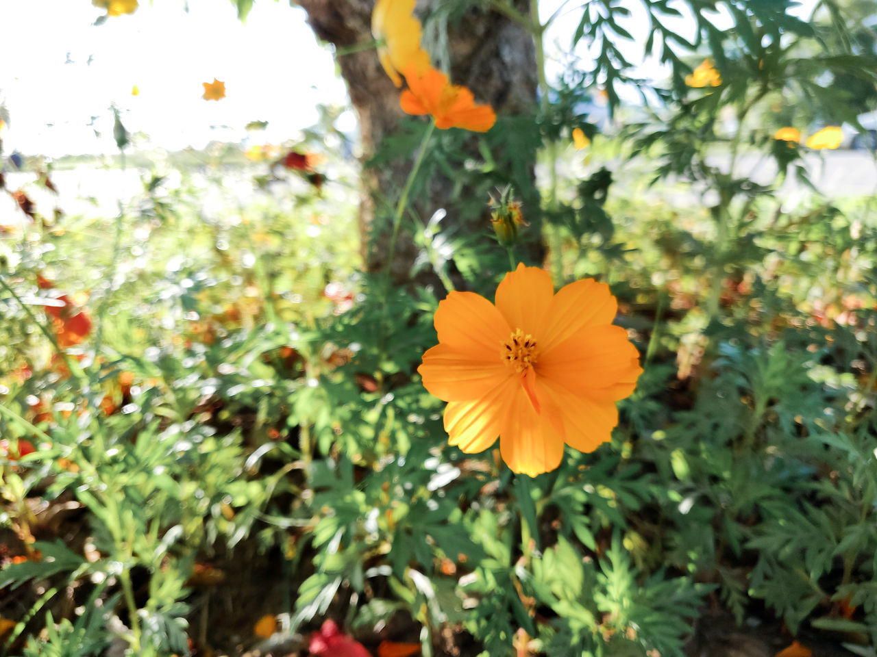 CLOSE-UP OF FLOWERING PLANT