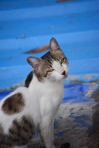 Portrait of stray cat against blue metal