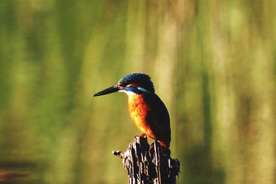 Close-up of bird perching on a tree