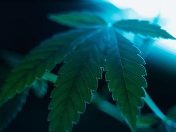 Close-up of leaves