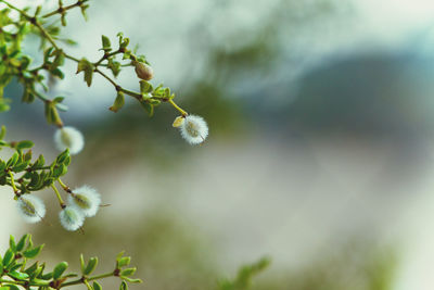 Close-up of white flowering plant