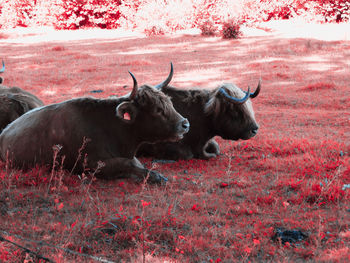 Buffalo standing on field