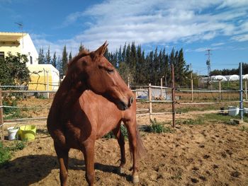 Horse on field against sky