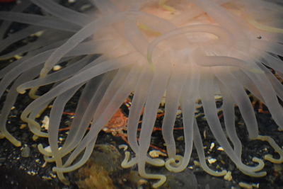 Close-up of fish underwater