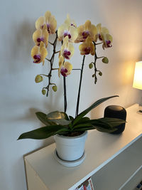 Close-up of potted plant on table at home