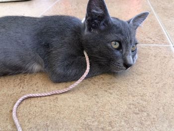 High angle view of cat lying on floor