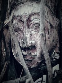 Close-up of old tree trunk